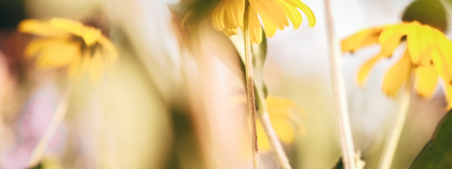 Header